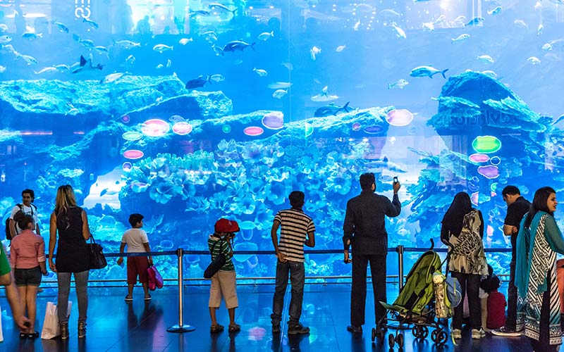 The Dubai Aquarium & Underwater Zoo, located in The Dubai Mall